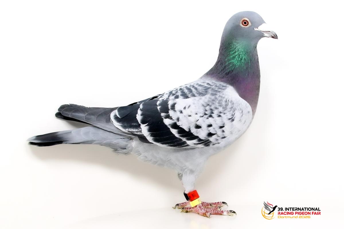 Sporttauben--A-33-DV56
