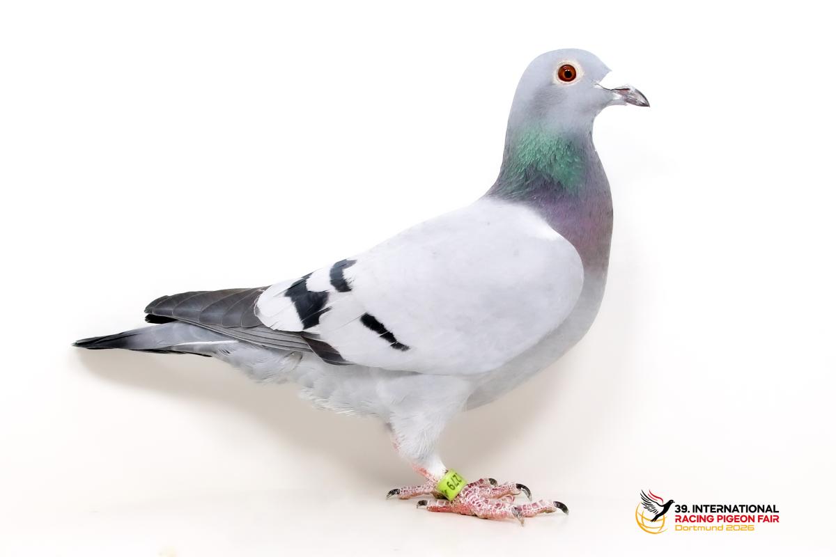 Sporttauben--B-34-DV1279