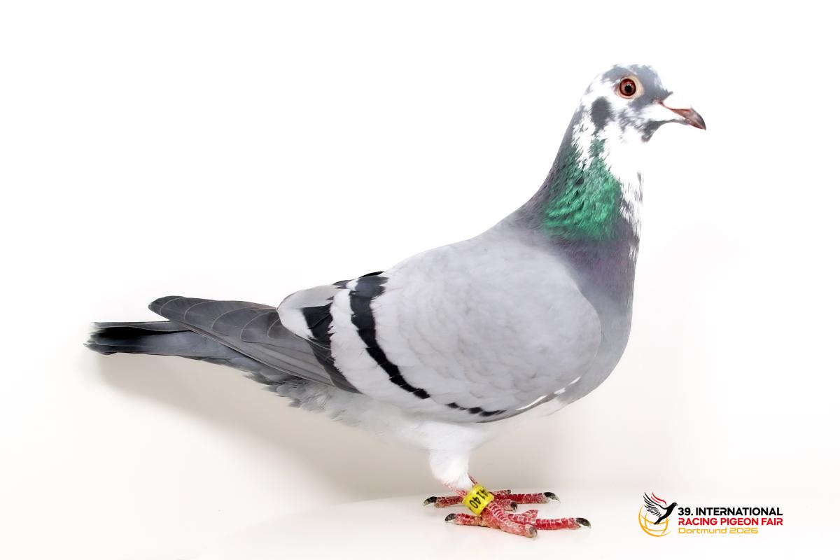 Sporttauben--G-53-DV4110