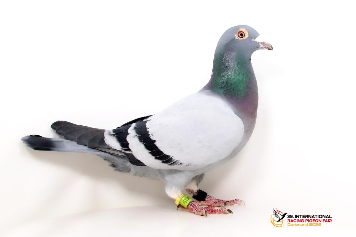 Sporttauben--H-56-DV90