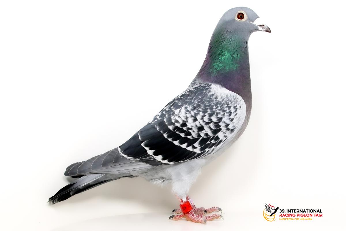 Sporttauben--I-58-DV365